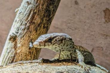 Monitor lizards kaufen und verkaufen Photo: Varanus gilleni Nachzucht 2024