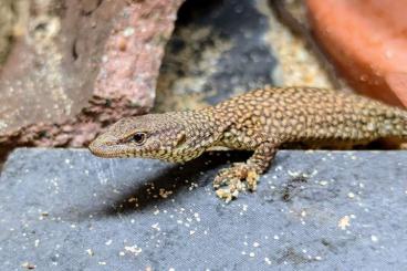 Warane kaufen und verkaufen Foto: 0,0,2 Varanus kingorum Nachzuchten 2024