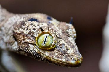 Lizards kaufen und verkaufen Photo: Geckos und Warane Nachzuchten