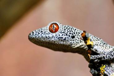 Lizards kaufen und verkaufen Photo: Geckos und Warane Nachzuchten