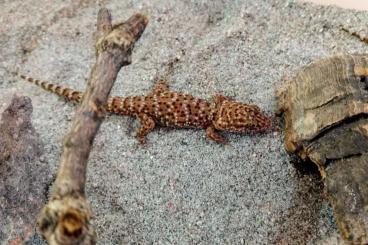 Lizards kaufen und verkaufen Photo: Tropiocolotes, Diplodactylus, Heteronotia, Varanus, for Hamm