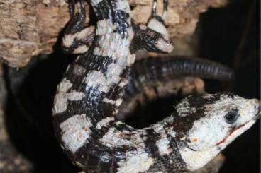 Lizards kaufen und verkaufen Photo: Abronia lythrochila calico 