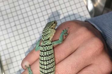 Lizards kaufen und verkaufen Photo: Varanus prasinus merauke 