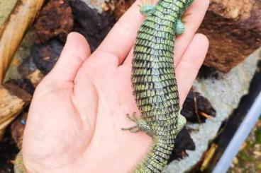 Echsen  kaufen und verkaufen Foto: Abronia vasconcelosii, lythrochila calico, Varanus prasinus Merauke 