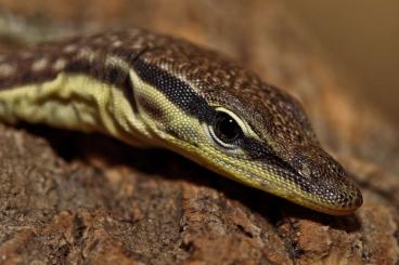 Warane kaufen und verkaufen Foto: Varanus glauerti - juveniles