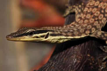 Warane kaufen und verkaufen Foto: Varanus glauerti - juvenile