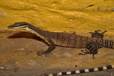 Monitor lizards kaufen und verkaufen Photo: Varanus glauerti - young pair