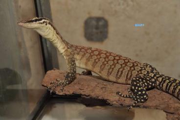 Warane kaufen und verkaufen Foto: Varanus glauerti - subadult