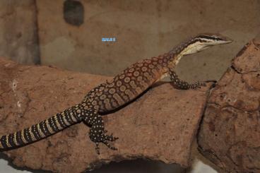 Monitor lizards kaufen und verkaufen Photo: Varanus glauerti - Glauerts Felsenwaran