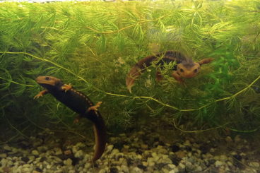 Newts kaufen und verkaufen Photo: Tylototriton verrucosus Geknöpfter Burma Krokodilmolch