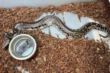 Pythons kaufen und verkaufen Photo: 1,1 Sumatran short-tailed
