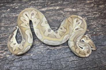 Pythons kaufen und verkaufen Foto: Ball Python for Hamm. Free deliver