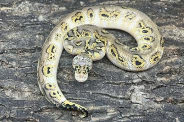 Königspythons kaufen und verkaufen Foto: Ball Python Bongo Pastel Clown. 