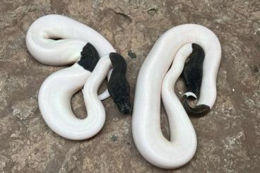 Königspythons kaufen und verkaufen Foto: Ball Python for Hamm in december 