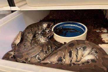 Pythons kaufen und verkaufen Photo: Breeding pair of Sumatran short-tailed python (Python curtus) Chromhea