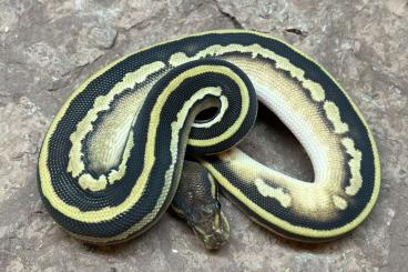 Ball Pythons kaufen und verkaufen Photo: Ball python’s for Hamm. Free delivery 