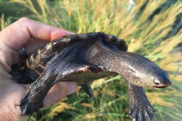 Schildkröten  kaufen und verkaufen Foto: Malaclemys terrapin terrapin 