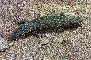 Echsen  kaufen und verkaufen Foto: Egernia stokesii & Anolis lividus