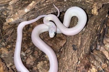 Colubrids kaufen und verkaufen Photo: Suche: 1,0 Pantherophis obsoletus lindheimeri (leuzistisch)