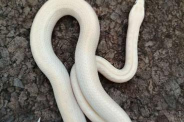 Schlangen kaufen und verkaufen Foto: Boaedon capensis Albino Blueeyed 