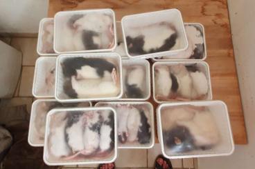 Futtertiere kaufen und verkaufen Foto: Ratten eingefrohren abzugeben