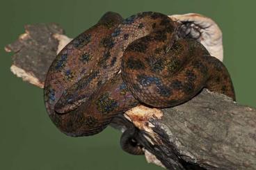 Boas kaufen und verkaufen Foto: Tropidophis haetianus male