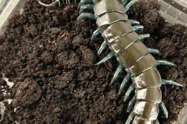 Myriapoda kaufen und verkaufen Foto: Ethmostigmus blue legs Kenya ……