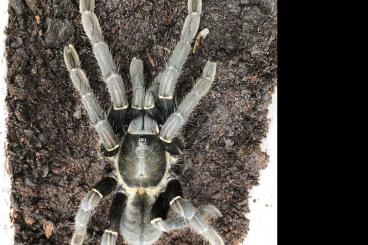 Spiders and Scorpions kaufen und verkaufen Photo: Cyriopagopus aus Thailand 