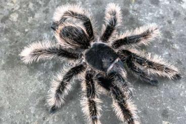 Spiders and Scorpions kaufen und verkaufen Photo: Brachypelma auratum und andere …….