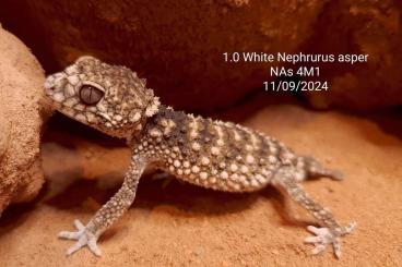 Lizards kaufen und verkaufen Photo: Few surplus geckos available Lizards kaufen und verkaufen Photo: Few surplus geckos available