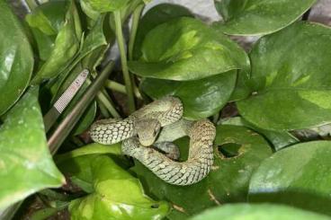 Giftschlangen kaufen und verkaufen Foto: Atheris squamigera, Grüne Buschviper