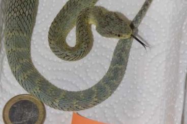 Giftschlangen kaufen und verkaufen Foto: Atheris squamigera CB 08/23