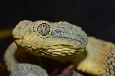 Venomous snakes kaufen und verkaufen Photo: Atheris squamigera CB 08/2023 CB 10/2024