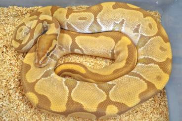 Ball Pythons kaufen und verkaufen Photo: ### Adulte Königspython Zuchttiere ###