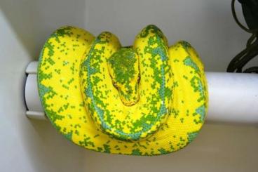 Pythons kaufen und verkaufen Photo: ### High Yellow Baumpythons ###