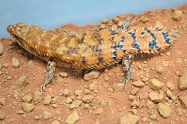 Lizards kaufen und verkaufen Photo: ### Egernia ###                                     