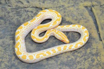 Boas kaufen und verkaufen Photo: ### Albino Regenbogenboas ###