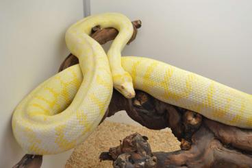 Pythons kaufen und verkaufen Foto: ### Albino Teppichpythons ###