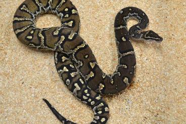 Pythons kaufen und verkaufen Foto: ### Angolapython Weibchen ###