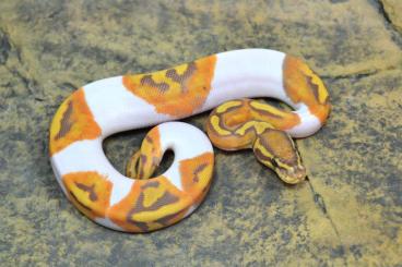 Königspythons kaufen und verkaufen Foto: ### Ultramel Piebald ###                                              