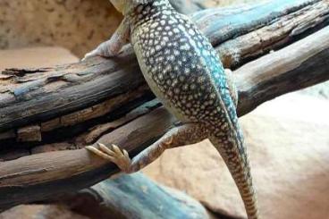 Agama kaufen und verkaufen Photo: ### Central netted Dragon ###