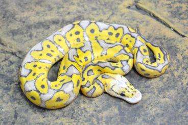 Ball Pythons kaufen und verkaufen Photo: ### Königspython Farbvarianten ###