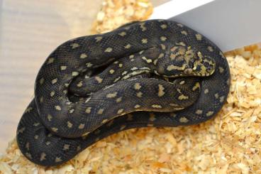 Pythons kaufen und verkaufen Photo: ### Diamantpythons ###                                              