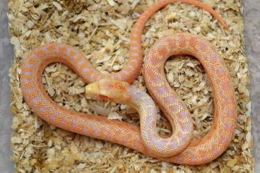 Colubrids kaufen und verkaufen Photo: ### Applegate Albino Gophernattern ###