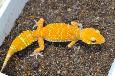 Geckos kaufen und verkaufen Photo: ### Australischer Dickschwanzgecko - Albino ###