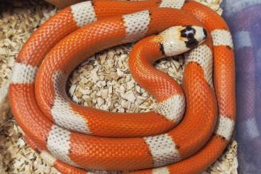 Colubrids kaufen und verkaufen Photo: ### Honduras Königsnatter ### Colubrids kaufen und verkaufen Photo: ### Honduras Königsnatter ###