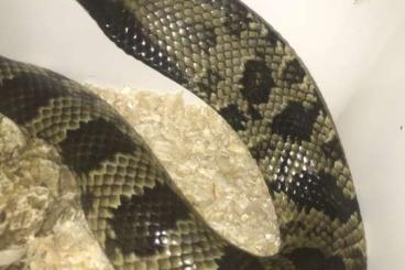 Schlangen kaufen und verkaufen Foto: False water cobra Hydrodynastes gigas