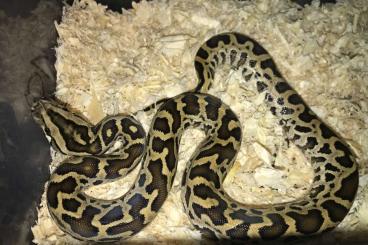 Snakes kaufen und verkaufen Photo: Pure Dwarf  Burmesepython Python bivittatus prosgchai