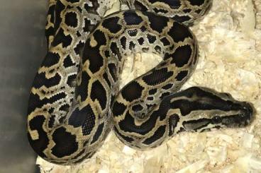 Pythons kaufen und verkaufen Photo: Dwarf Burmesepython Python bivittatus progschai