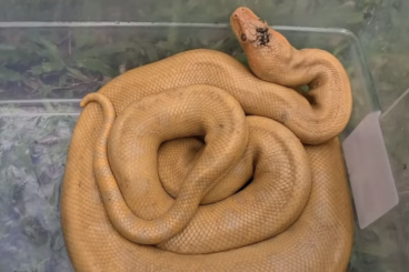 Schlangen kaufen und verkaufen Foto: Albino Green Anakonda (Eunectes murinus)